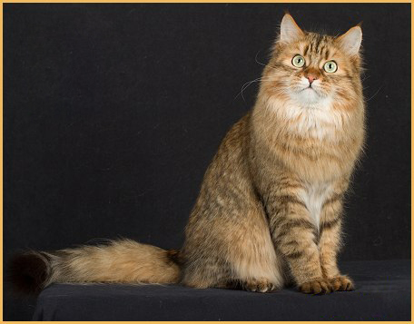 西伯利亚森林猫掉毛吗？谈西伯利亚森林猫的低过敏性