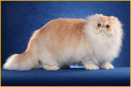 波斯猫外貌特点的介绍