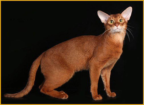阿比西尼亚猫可以和什么配？阿比猫成年多重？阿比西亚猫多少钱一只？