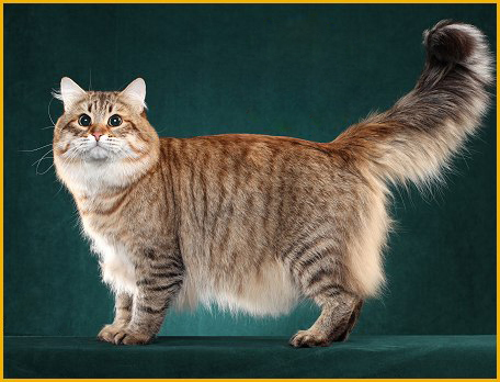 西伯利亚森林猫性格，西伯利亚森林猫优缺点介绍