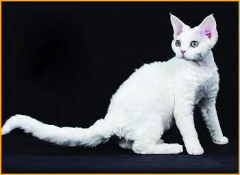 蓝眼白猫多少钱一只？蓝眼白猫是什么品种？