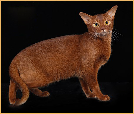 阿比西尼亚猫颜色，谈阿比西尼亚猫红色