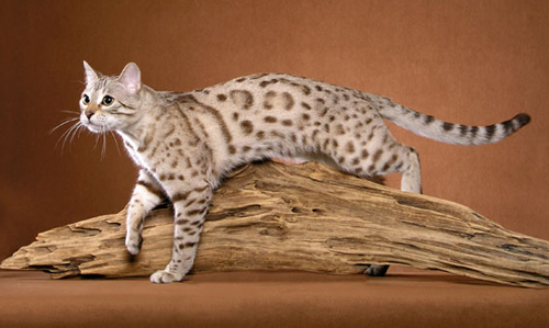 白色孟加拉豹猫雪豹图片