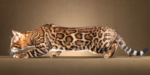 豹猫有几种花纹，谈孟加拉豹猫玫瑰纹