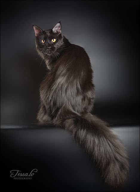 纯黑色缅因猫