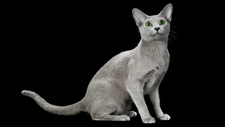 世界名宠俱乐部的俄罗斯蓝猫知识系列