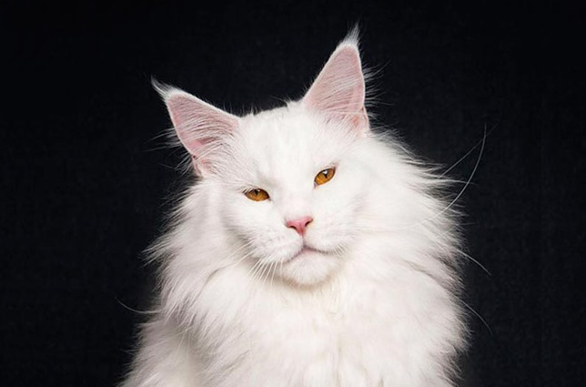 纯白色缅因猫