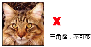 纯种缅因猫品相详解案例分析：八