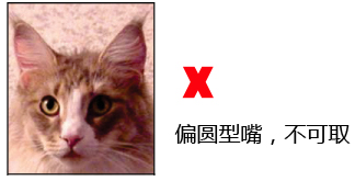 纯种缅因猫品相详解案例分析：九