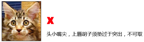 CFA缅因猫品相鉴定案例分析：十一