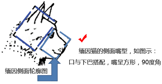 CFA缅因猫品相鉴定