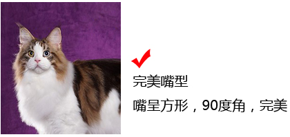 CFA缅因猫品相鉴定