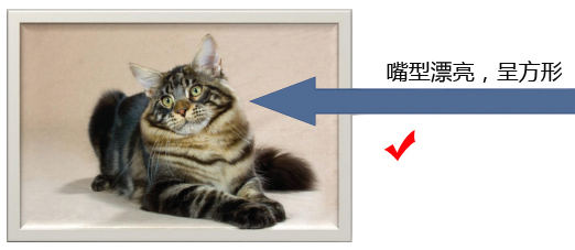 纯种缅因猫的品相标准详解案例分析：五