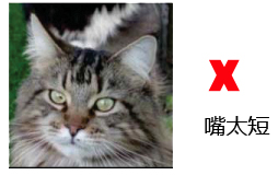 纯种缅因猫的品相标准详解案例分析：六