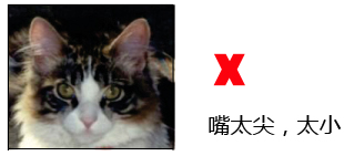 纯种缅因猫的品相标准详解案例分析：七