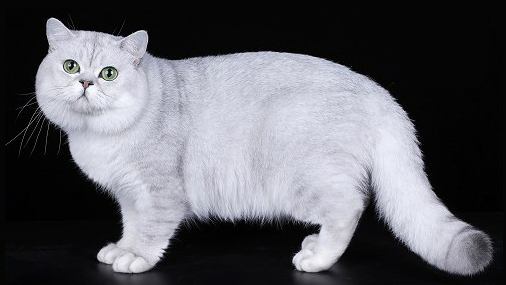世界名宠俱乐部的英国短毛猫知识系列