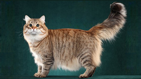 世界名宠俱乐部的西伯利亚森林猫知识系列