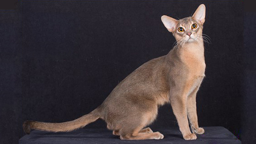 世界名宠俱乐部的阿比西尼亚猫知识系列