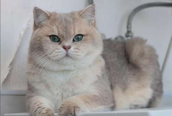 英短蓝金渐层猫多少钱 蓝金渐层为什么贵 Cfa猫舍猫咪品种科普