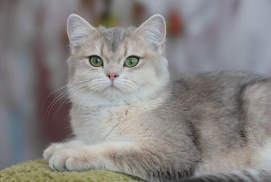 英短蓝金渐层如何挑选 蓝金渐层怎么识别 Cfa猫舍猫咪品种科普