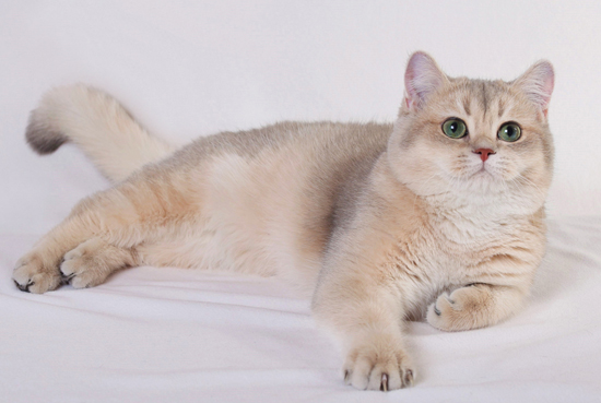 英短蓝金渐层怎么看品相 蓝金渐层品相介绍 Cfa猫舍猫咪品种科普