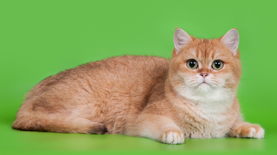 英短渐层猫 谈英国短毛猫渐层色 Cfa猫舍猫咪品种科普