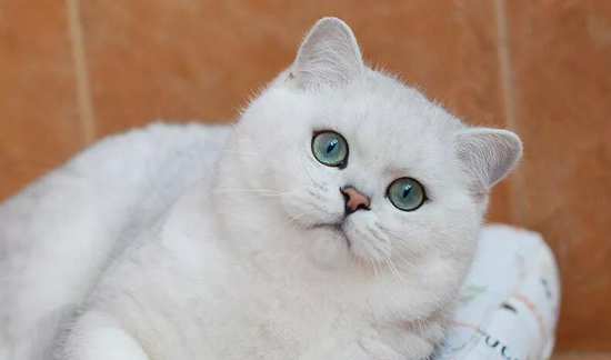 银色渐层猫多少钱一只 英短银点多少钱 Cfa猫舍猫咪品种科普 银色渐层猫多少钱一只 英短银点多少钱 Cfa猫舍猫咪品种科普