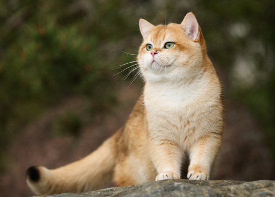 野猫进家有什么预兆？野猫和家猫的区别？