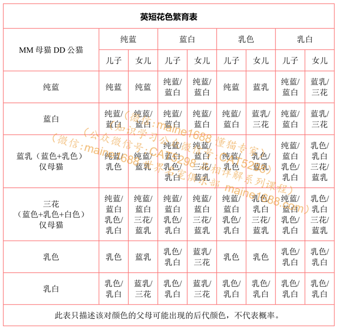 英短花色繁育表，谈英短繁殖配色表