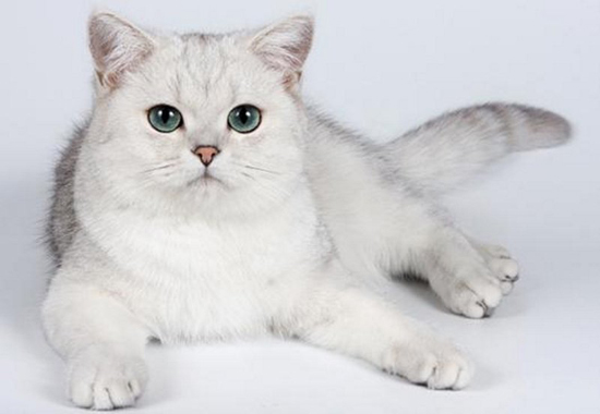 银渐层是什么猫？英短银渐层猫百度百科