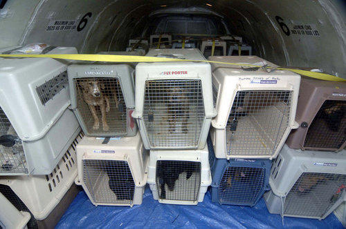 俄罗斯莫斯科、乌克兰国际宠物托运回国后，如何办理《动物检疫合格证明》？