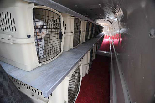 俄罗斯莫斯科、乌克兰的宠物跨境运输直飞托运回国服务