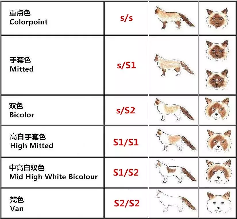 布偶猫颜色分类介绍 布偶猫颜色种类 布偶猫颜色 Cfa猫舍猫咪品种科普