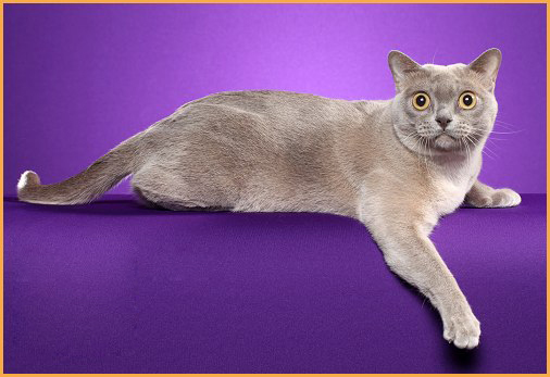 猫痤疮为猫常见的一种皮肤病，猫痤疮诊断，猫痤疮主要疗法