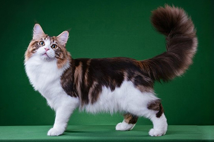 纯种猫 颜色遗传计算大全 世界名宠俱乐部 原创专辑学习链接 Cfa猫舍猫咪品种科普